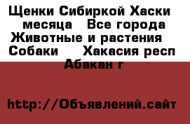 Щенки Сибиркой Хаски 2 месяца - Все города Животные и растения » Собаки   . Хакасия респ.,Абакан г.